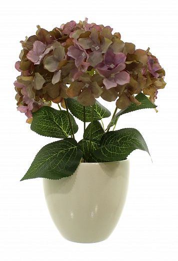 Hydrangea Satie cachepot Dekollete 15