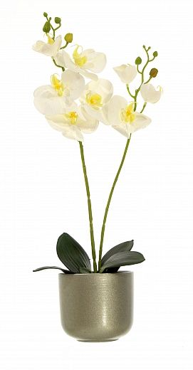 Orchid Phalaenopsis Camira cachepot Dekollete Silver