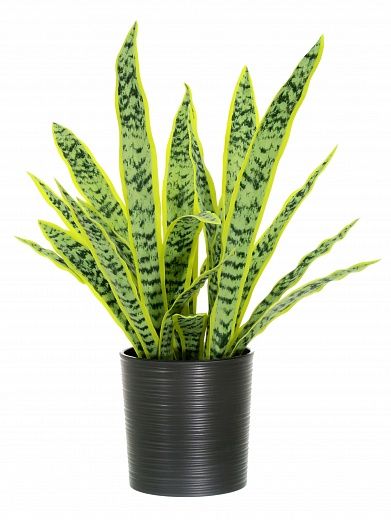 Sansevieria Gurun Cinco Cachepot Dekollete Clasico 19