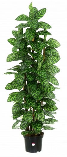 Maranta Carata