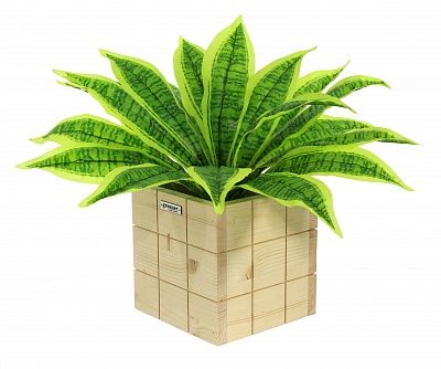 Dracaena Tiger cachepot Dekollete Chess 20