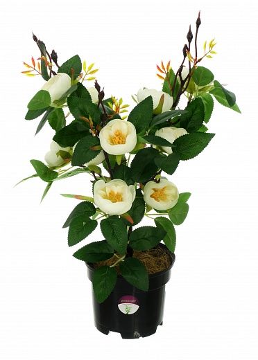 Camellia Derby in pot