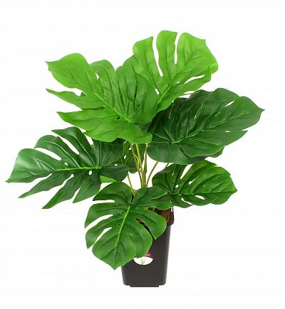 Monstera Iago in cachepot