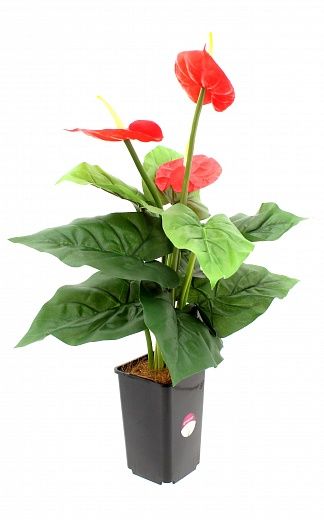 Anthurium Zuli