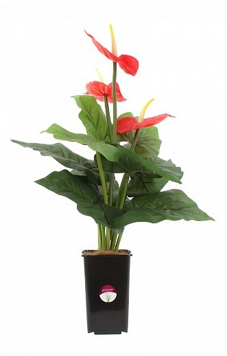 Anthurium Zuli