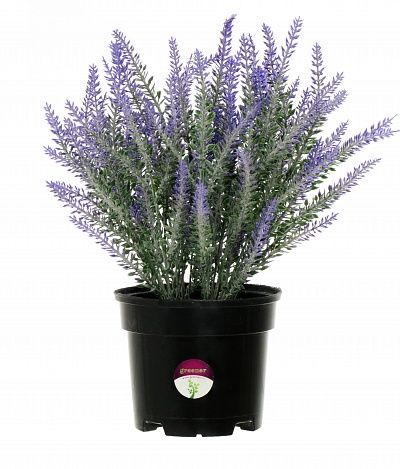 Lavender Sirt in cachepot 12