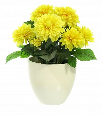 Dahlia Leo cachepot Dekollete 15 available to order 5 pieces