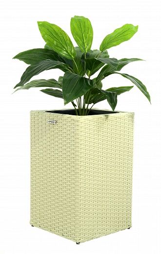 Hosta Selena cachepot Dekollete Rattan Cube 50