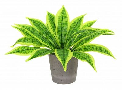 Dracaena Tiger cachepot Dekollete Concrete 17