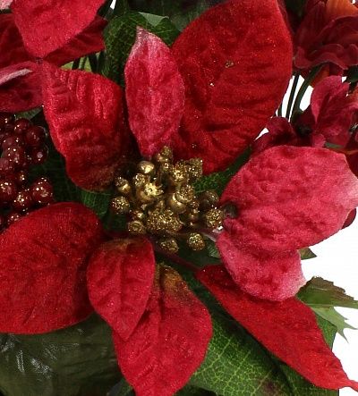 Poinsettia Mirabel Cachepot Dekollete 15