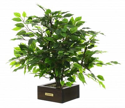 Bonsai ficus Saba style Chokkan