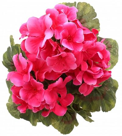 Geranium Ayal