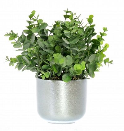 Eucalyptus Lozanne pot Dekollete Silver 12