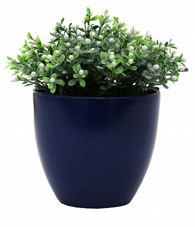 Boxwood Heather Glasgow