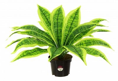 Dracaena Tiger in cachepot 13