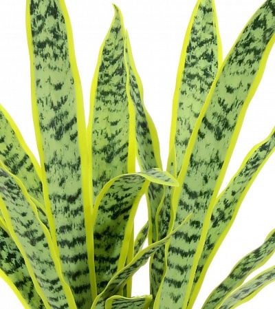 Sansevieria Gurun Cinco Cachepot Dekollete Concrete 17