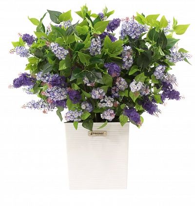 Lilac Chester Mini Cachepot Dekollete Clasico 30