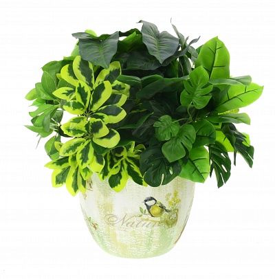 Composition Schefflera Belgrano available to order 1 piece