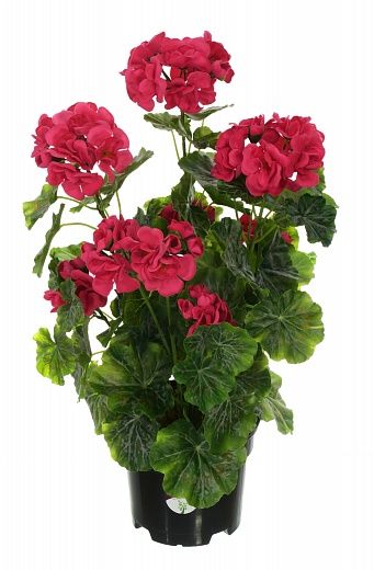 Geranium Ayal