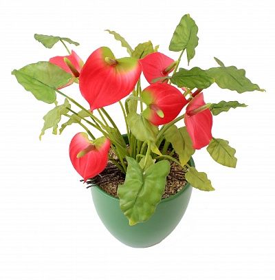 Anthurium Atacam cachepot Dekollete 15