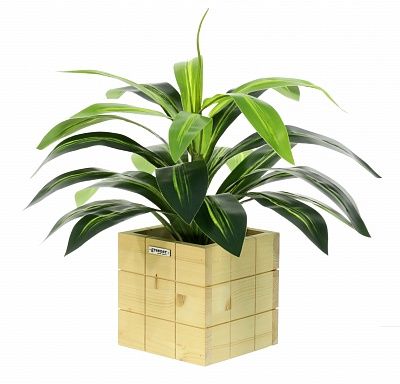 Dracaena orli cachepot Dekollete Chess 20