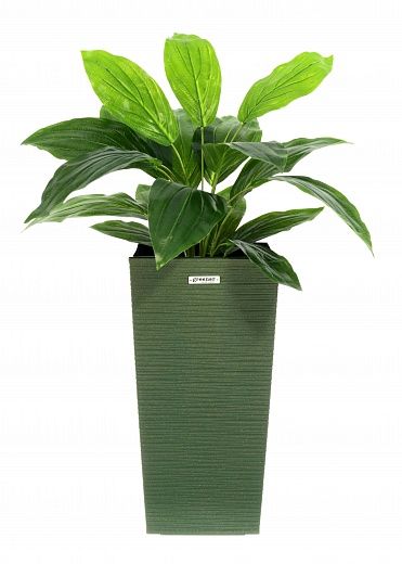 Hosta Selena cachepot Dekollete Kuno 46 Eco