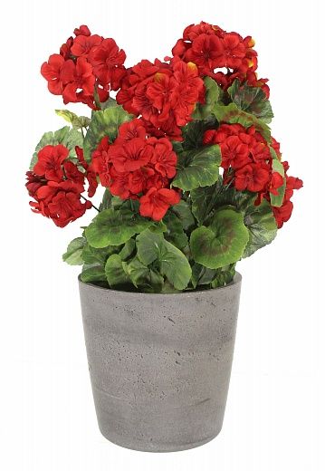 Geranium Rizado cachepot Dekollete Concrete 17