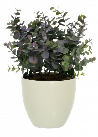 Eucalyptus Lozano Dekollete planter 12