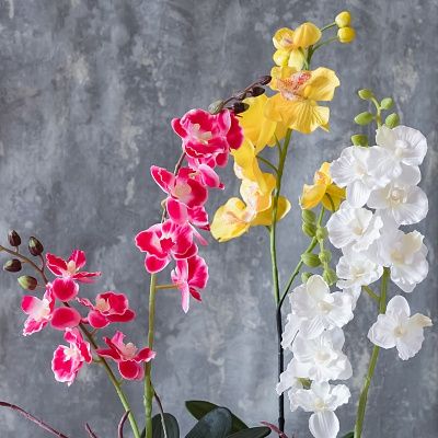 Orchid Phalaenopsis Padisha cachepot Dekollete set of 3 pieces