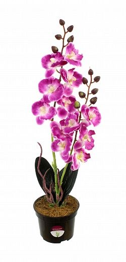 Phalaenopsis orchid Seattle