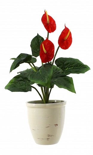 Anthurium Zuli cachepot Dekollete