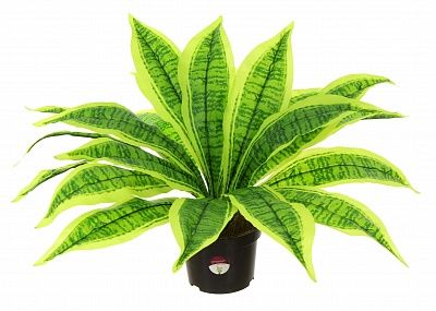 Dracaena Tiger in cachepot 13