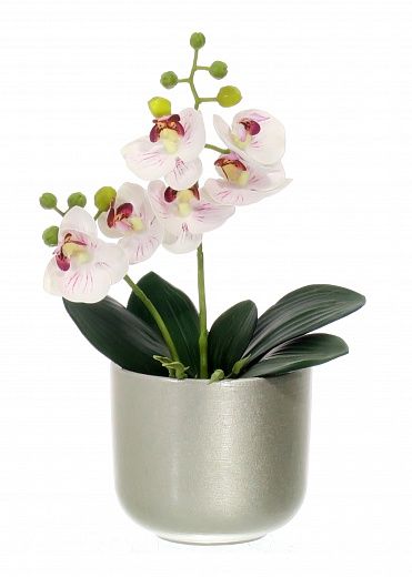 Kamira orchid mini