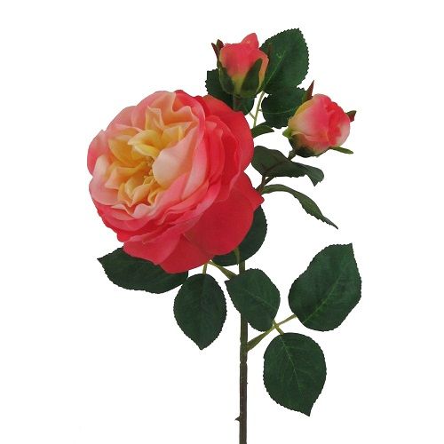 Garden Rose H55 cm yellow-pink