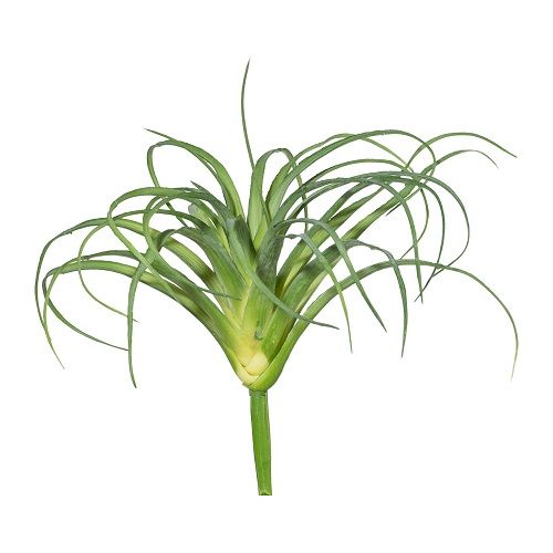 Tillandsia H20 cm green