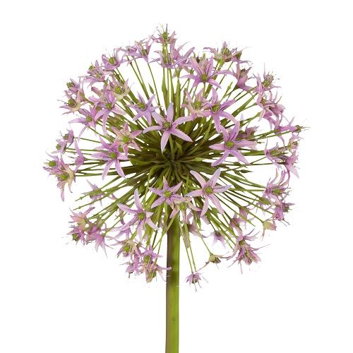 Allium H43 cm lilac