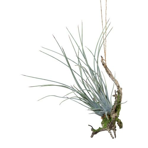 Tillandsia H33 cm on driftwood green-gray suspended