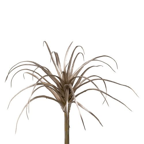 Tillandsia H25 cm champagne