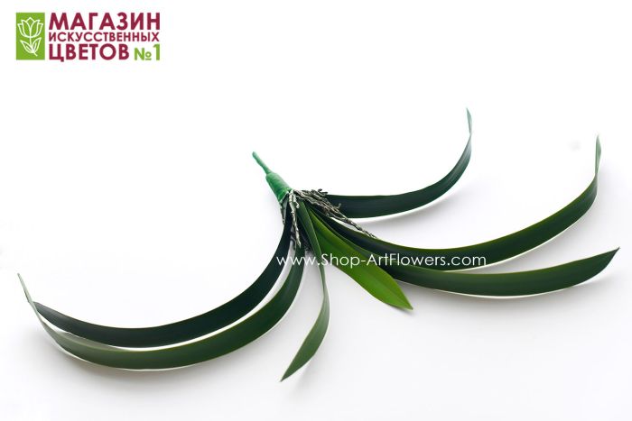 Cymbidium orchid leaves