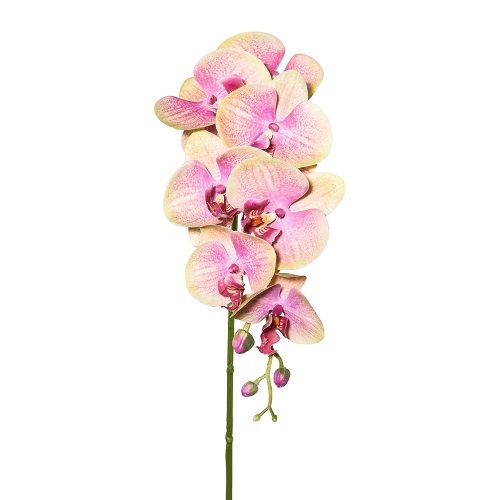 Phalaenopsis H87 cm peach pink