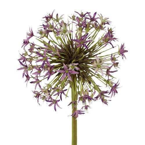 Allium H43 cm purple