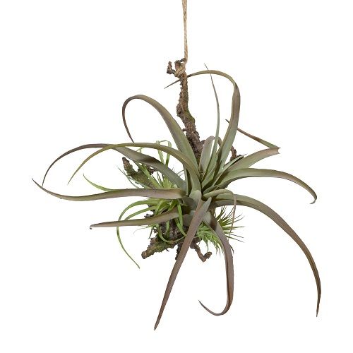 Tillandsia H21 cm on driftwood gray-burgundy pendant