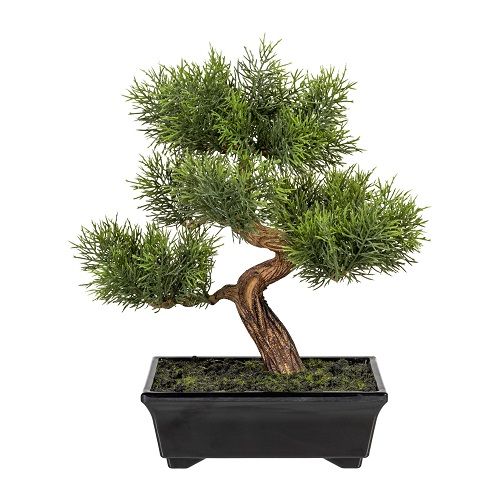 Bonsai Cedar H30 cm in cachepot