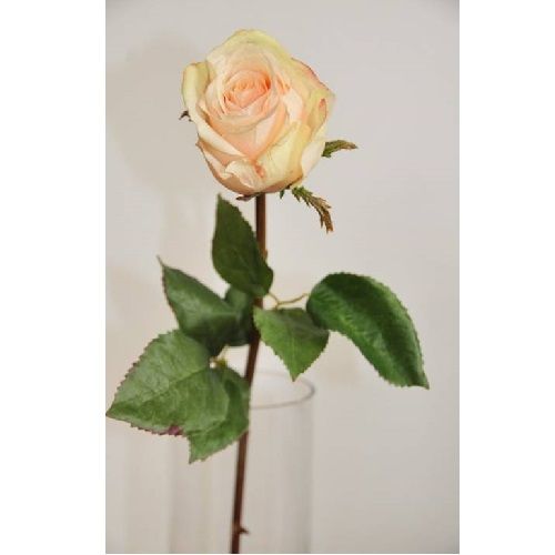 Rose H52 cm cream