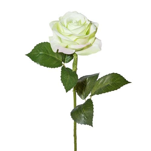 Rose H53 cm white-green