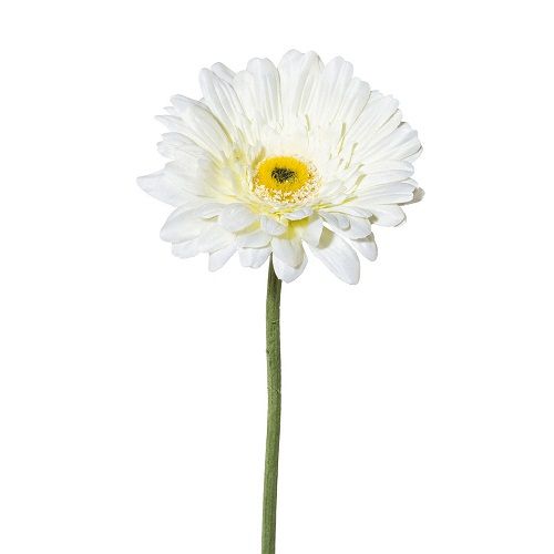 Gerbera H63 cm cream-white