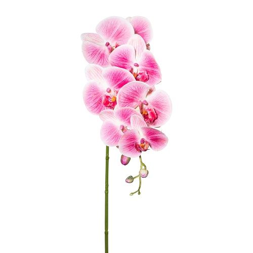 Phalaenopsis H87 cm dark pink