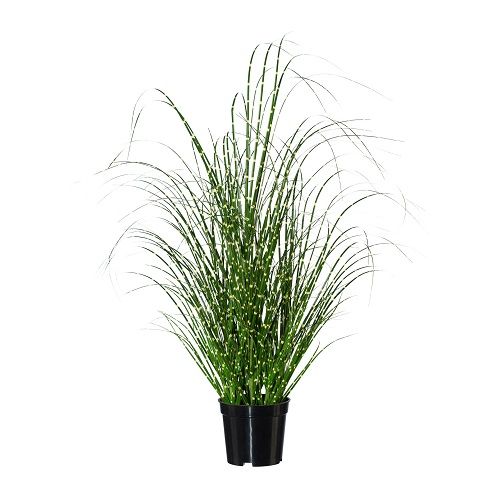 Miscanthus zebrinus H58 cm in cachepot